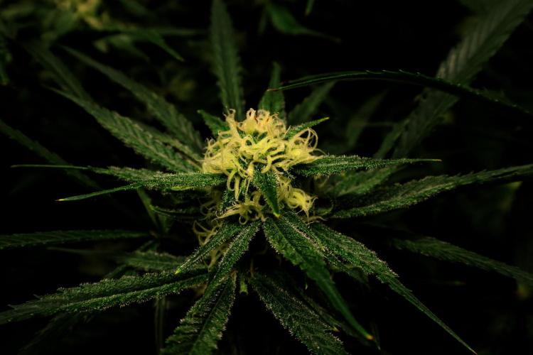 Hindu Kush Zamnesia. Week 12