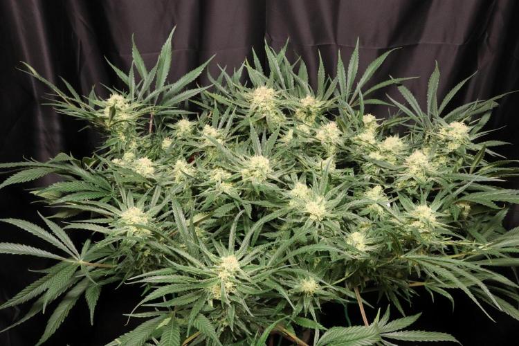 Hindu Kush Zamnesia. Week 13
