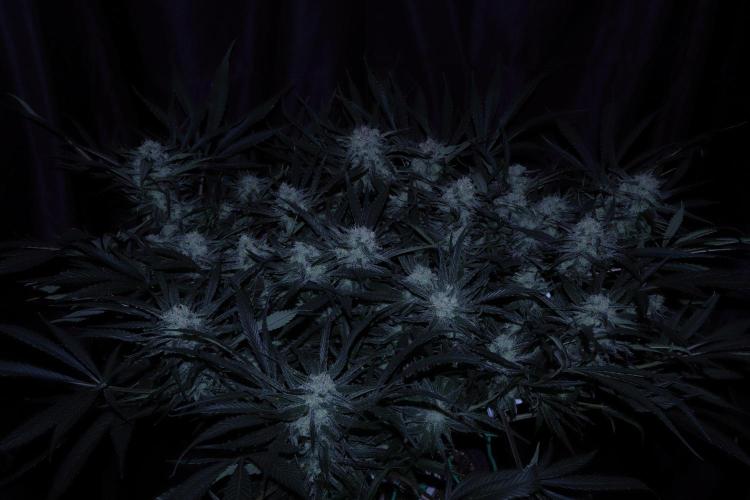 Hindu Kush Zamnesia. Week 13