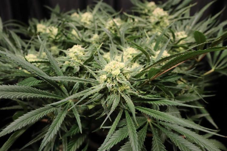 Hindu Kush Zamnesia. Week 13
