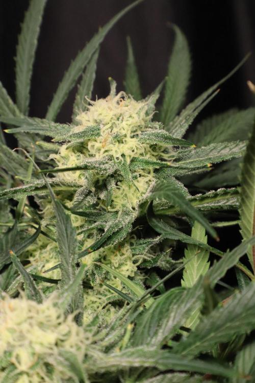 Hindu Kush Zamnesia. Week 13