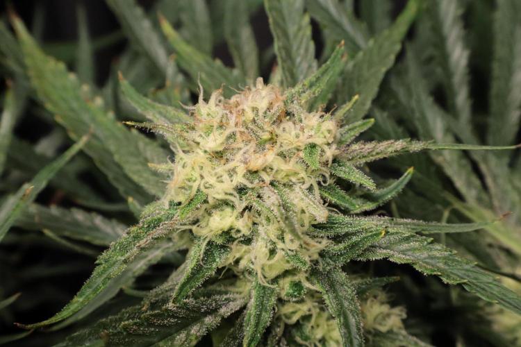 Hindu Kush Zamnesia. Week 13