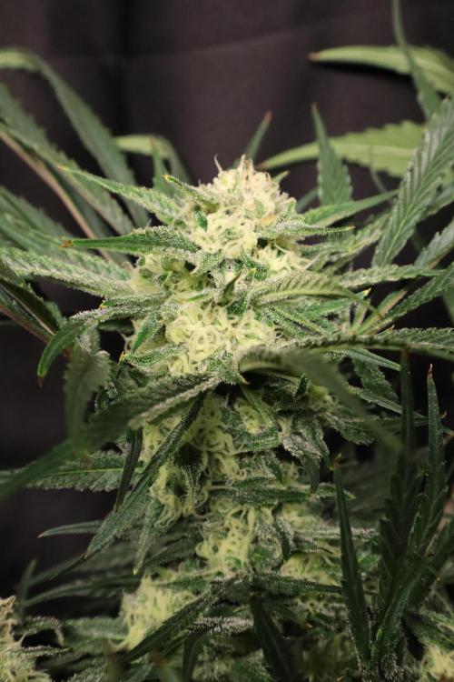 Hindu Kush Zamnesia. Week 13