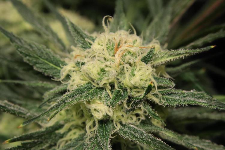 Hindu Kush Zamnesia. Week 13