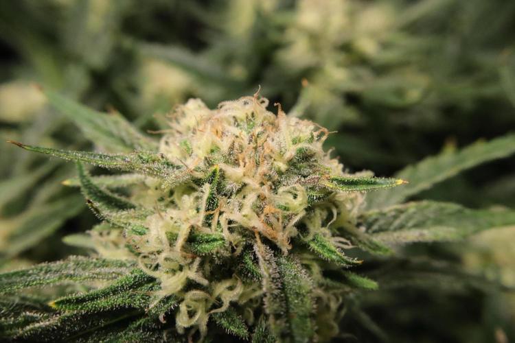 Hindu Kush Zamnesia. Week 13