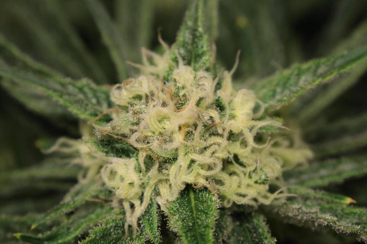 Hindu Kush Zamnesia. Week 13
