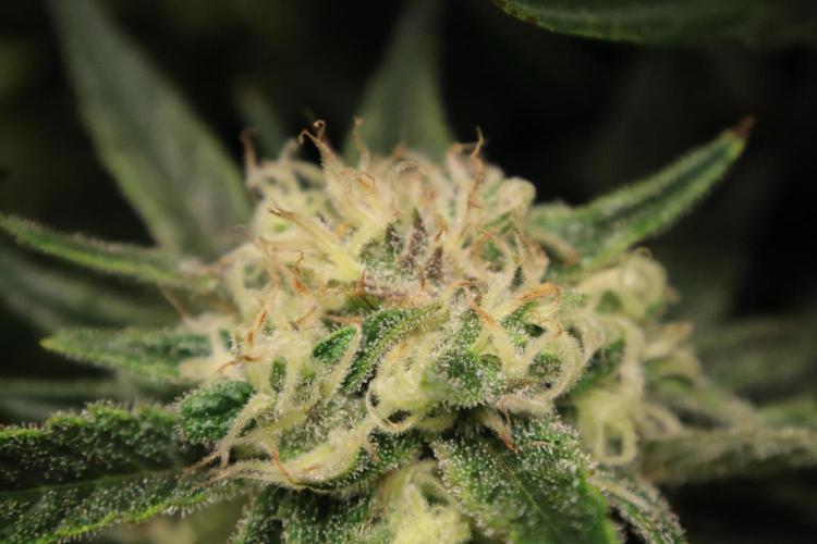 Hindu Kush Zamnesia. Week 13
