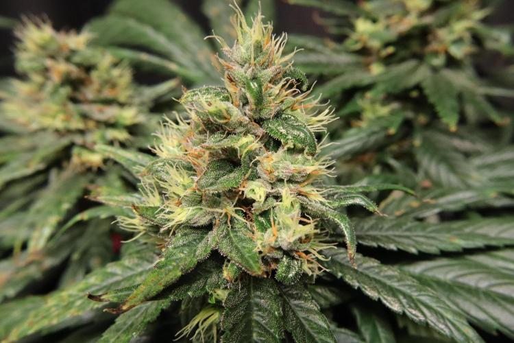 Green Goblin. Week 13