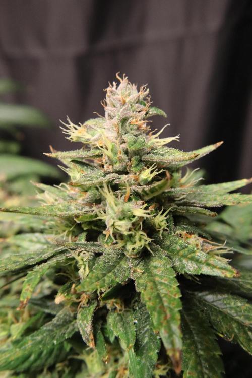 Green Goblin. Week 13