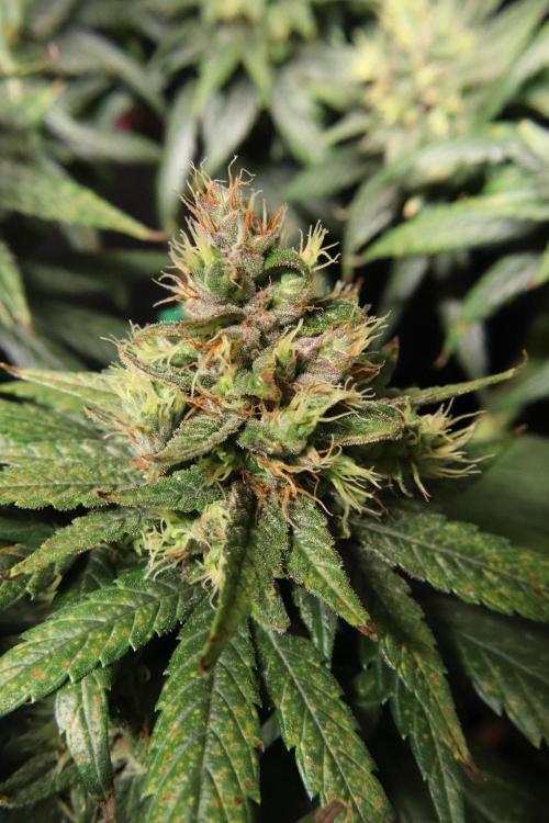 Green Goblin. Week 13
