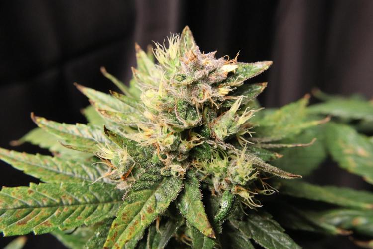 Green Goblin. Week 13