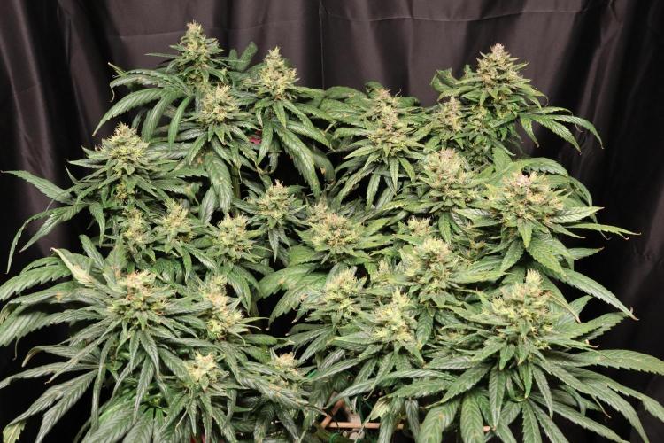 Green Goblin. Week 13