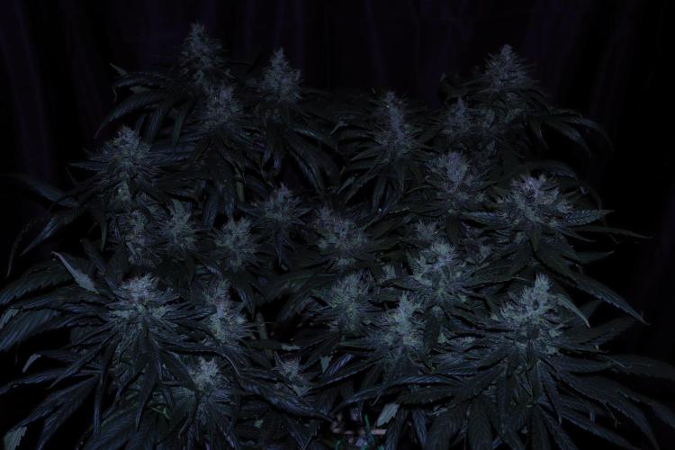 Green Goblin. Week 13
