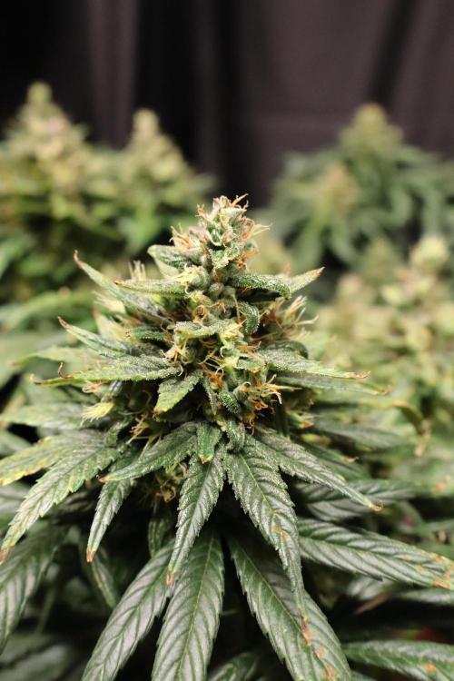 Green Goblin. Week 13