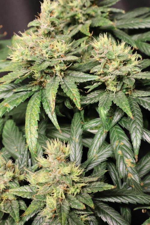Green Goblin. Week 13