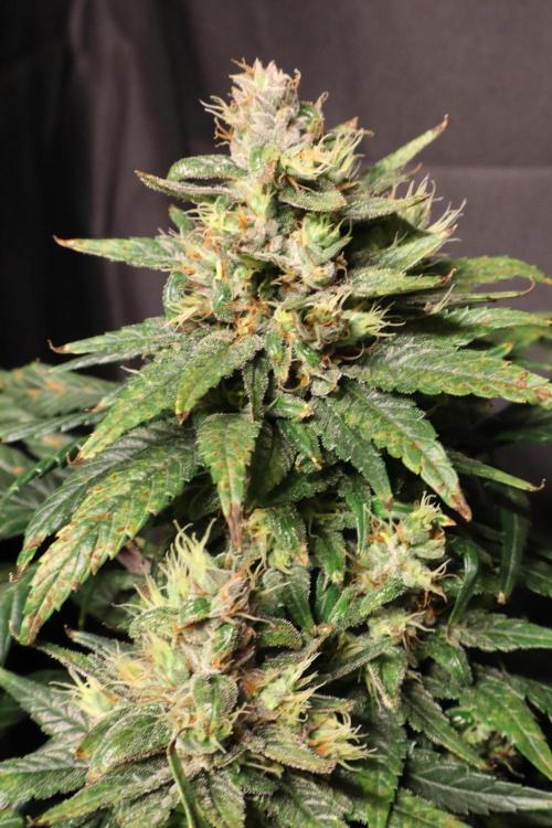 Green Goblin. Week 13