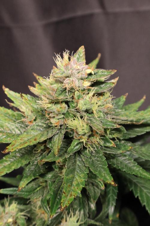 Green Goblin. Week 13