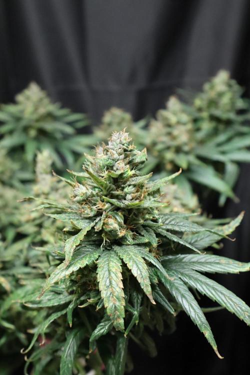 Green Goblin. Week 14