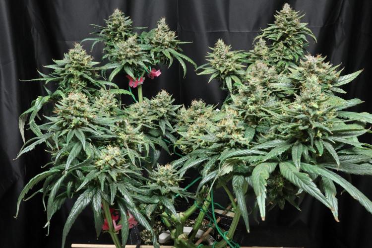 Green Goblin. Week 14
