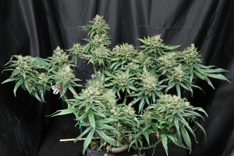 Green Goblin. Week 14