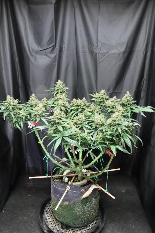 Green Goblin. Week 14