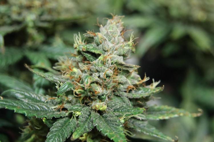 Green Goblin. Week 14