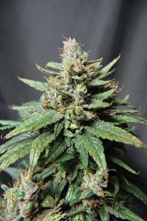 Green Goblin. Week 14