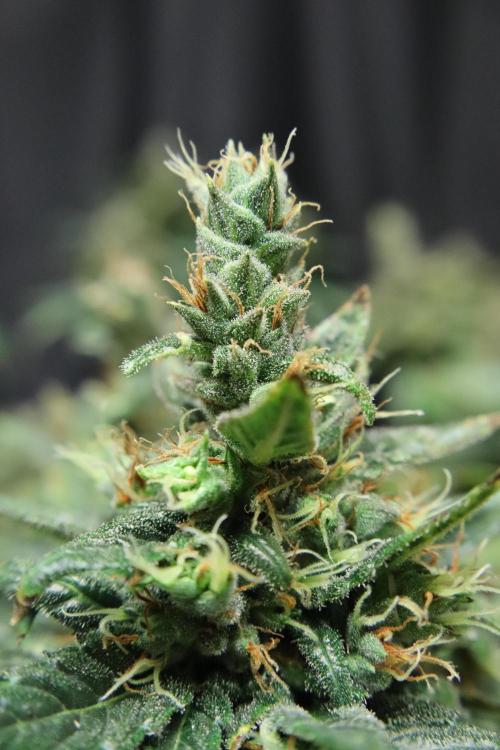 Green Goblin. Week 14
