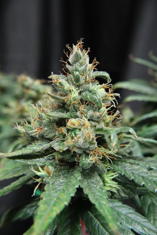 Green Goblin. Week 14