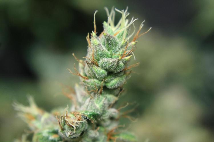 Green Goblin. Week 14