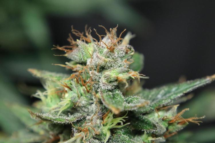 Green Goblin. Week 14