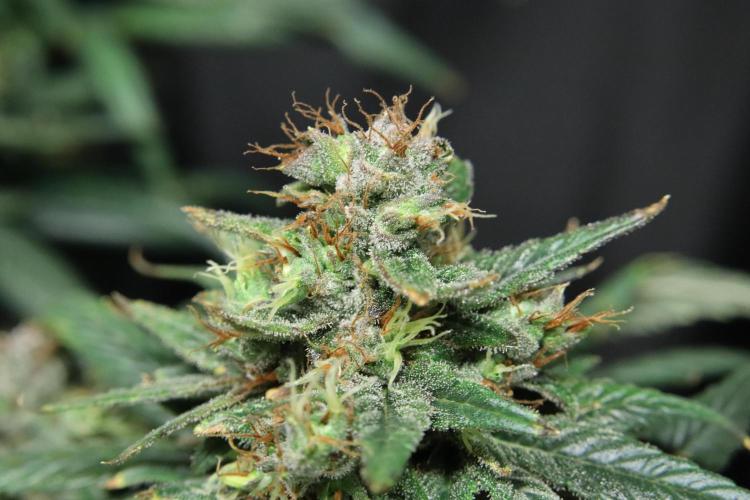 Green Goblin. Week 14