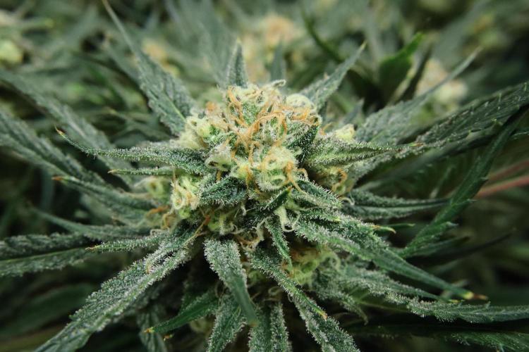Hindu Kush Zamnesia. Week 14