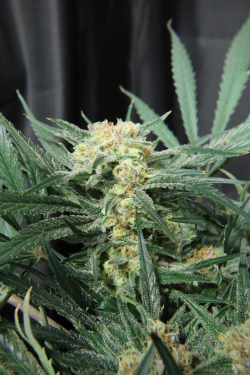 Hindu Kush Zamnesia. Week 14