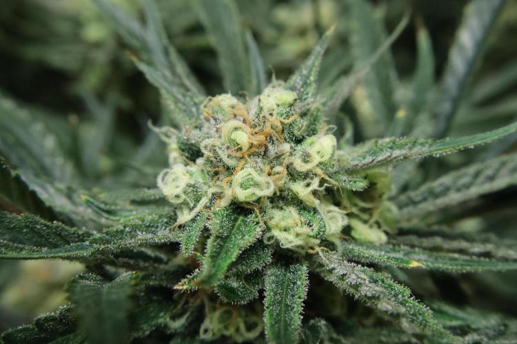 Hindu Kush Zamnesia. Week 14