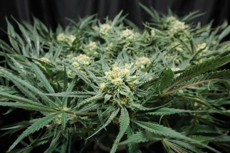 Hindu Kush Zamnesia. Week 14