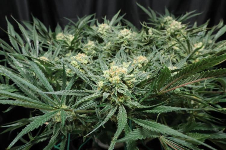 Hindu Kush Zamnesia. Week 14