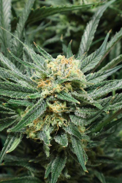 Hindu Kush Zamnesia. Week 14