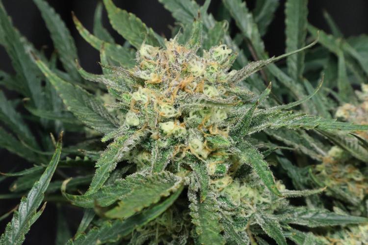Hindu Kush Zamnesia. Week 14
