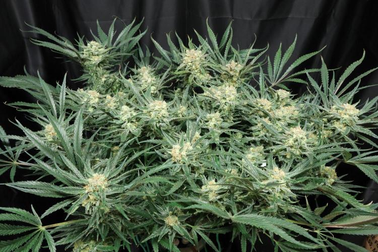 Hindu Kush Zamnesia. Week 14