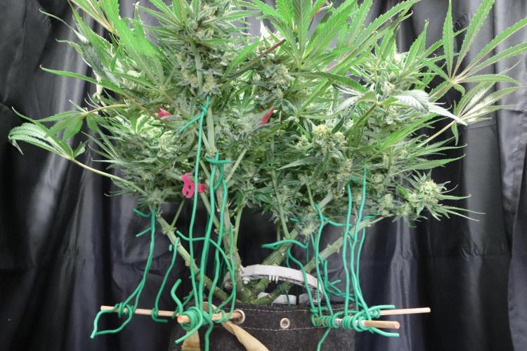 Hindu Kush Zamnesia. Week 14