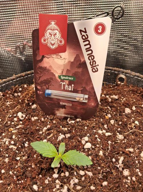 Zamnesia Thai. Week 0