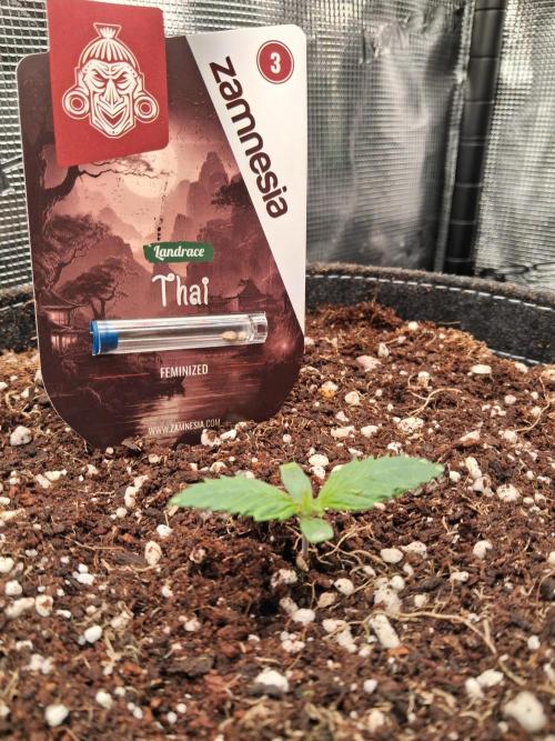 Grow Tent S336 36"x36"x72". Week 0