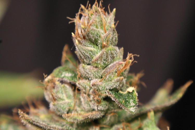 Green Goblin. Week 15