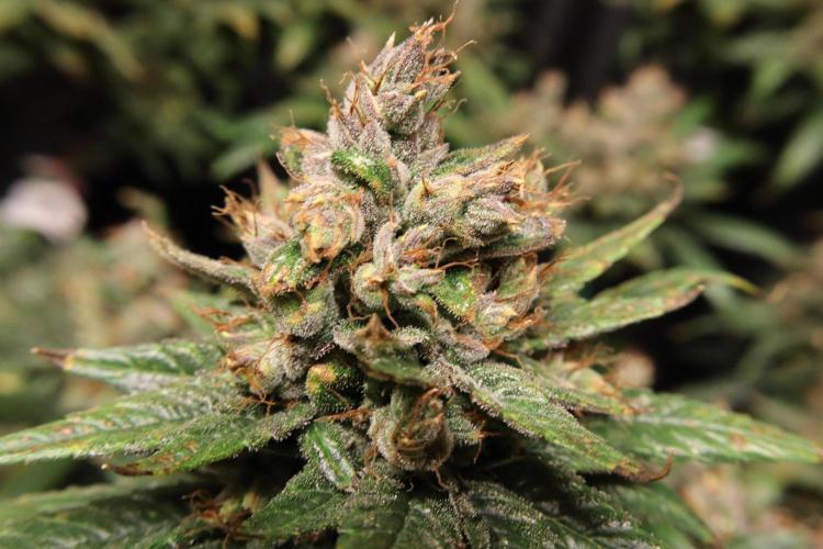 Green Goblin. Week 15
