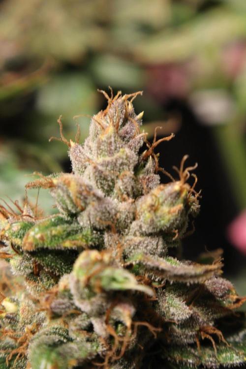 Green Goblin. Week 15