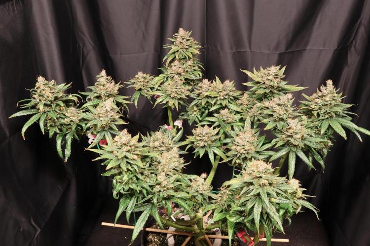 Green Goblin. Week 15