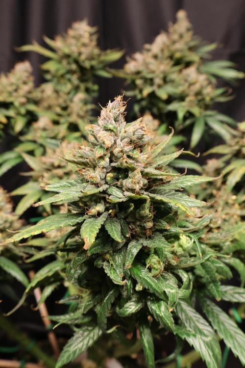 Green Goblin. Week 15