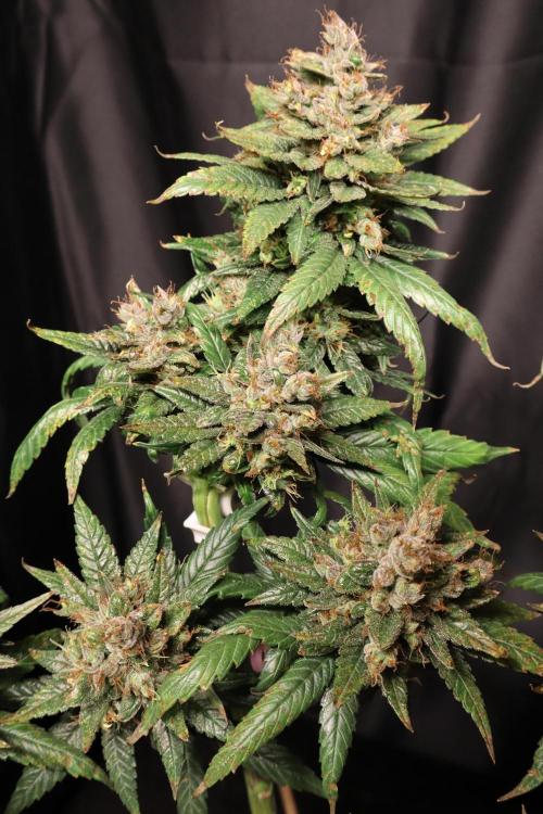 Green Goblin. Week 15