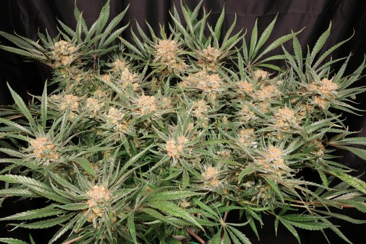Hindu Kush Zamnesia. Week 15